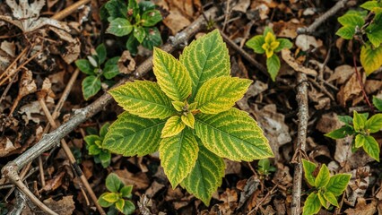 Young plant with green and yellow leaves growing among dead leaves and twigs in the soil.