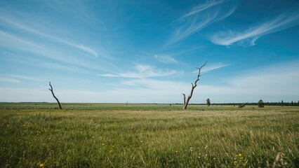 Open field with dry, leafless trees under a blue sky with wispy clouds.