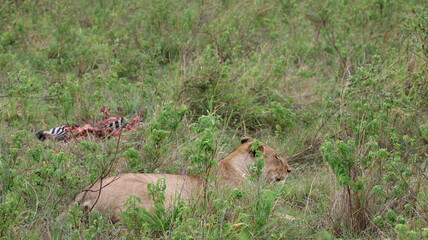 African Predator and Prey Interaction: Lion and Zebra in Maasai Mara, Kenya