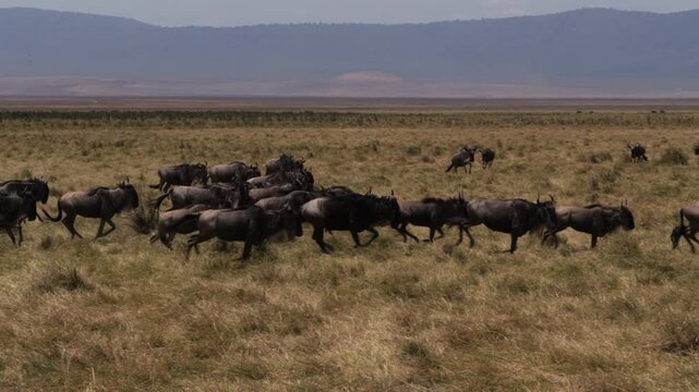Wildebeest herd running across Ngorongoro Conservation Area in Tanzania