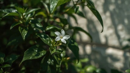 Obraz premium Close-up of a white flower surrounded by green leaves, with sunlight filtering through. Nature and plant life, concept. Botanical photography and floral beauty.