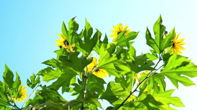 Mexican sunflower plant closeup view, tithonia diversifolia flower in india.