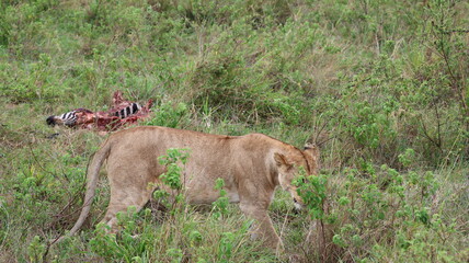 African Predator and Prey Interaction: Lion and Zebra in Maasai Mara, Kenya