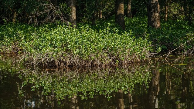 A swampy forest area with dense green bushes and trees reflected in calm water.