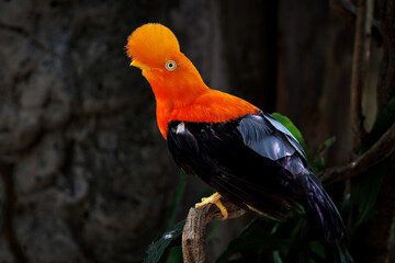 Andean cock of the rock (Rupicola peruvianus) in the national aviary of Colombia © EderMarcos