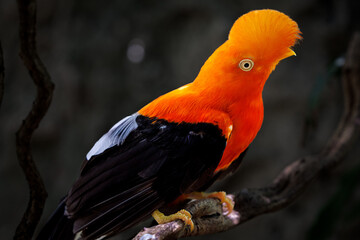Andean cock of the rock (Rupicola peruvianus) in the national aviary of Colombia