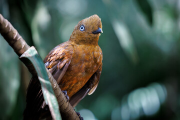 Female Andean cock of the rock (Rupicola peruvianus) in the national aviary of Colombia