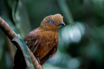 Female Andean cock of the rock (Rupicola peruvianus) in the national aviary of Colombia