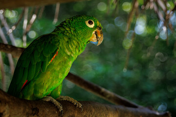 Mealy parrot (Amazona farinosa) in the Colombia national aviary