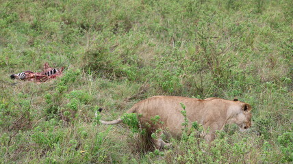 African Predator and Prey Interaction: Lion and Zebra in Maasai Mara, Kenya