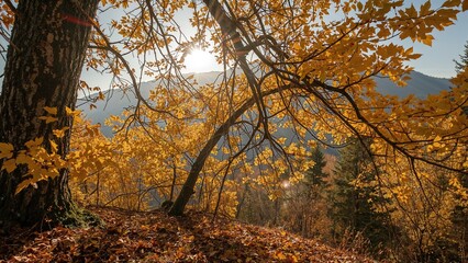 Autumn forest scene with colorful leaves on trees and ground, backlit by sunlight, showcasing fall foliage.