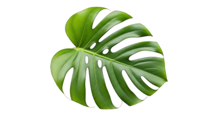 Single green monstera leaf, closeup shot isolated on a transparent background