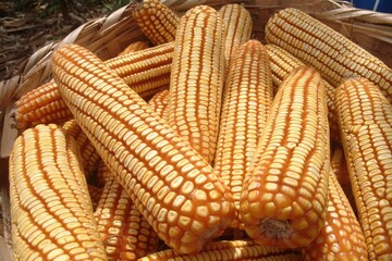 A rustic basket filled with ripe yellow corn cobs in a farm field. Represents healthy harvest, traditional farming, sustainability, and natural food. Perfect for agribusiness.