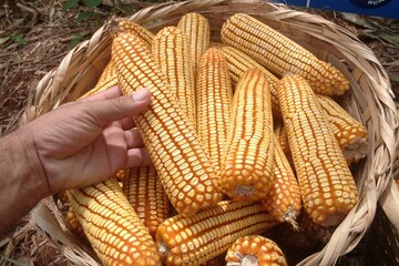 Hand holding ripe corn cob in basket, farm harvest scene. Ideal for agricultural marketing, food campaigns, nutrition, worldwide agribusiness, and healthy eating concepts.