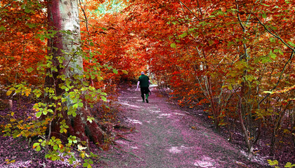 Fototapeta premium A stroll through Chellow Dean Woods, where autumn’s brilliance gathers overhead in a kaleidoscope of light and leaves, illuminating forest paths. in Bradford, Yorkshire, UK