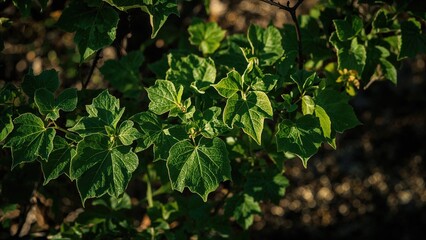 Obraz premium Green ivy leaves with sunlight and shadows, close-up of foliage and plant covering the ground, natural environment, greenery, and outdoor scenery.