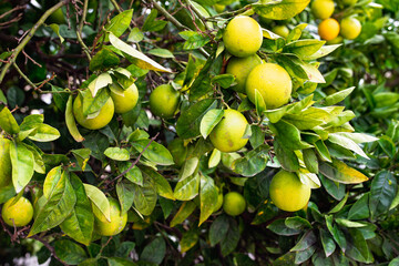 Unripe oranges growing on a citrus tree branch in a lush orchard, close‑up of green fruit and leaves showing ripening stage and natural texture in sunny outdoor setting