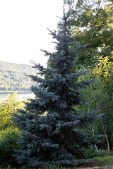 The scene features natural greenery, water reflections, and soft daylight creating a peaceful and atmospheric landscape. 