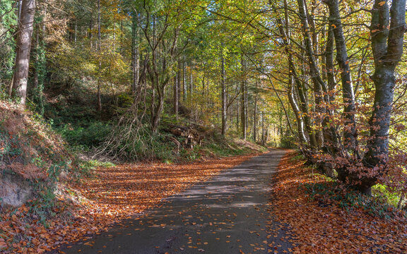 Beautiful Autumn Forest Scene in Taw Valley, North Devon