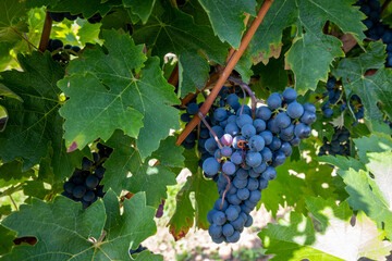 Large bunche of red wine grapes in summer vineyard.
