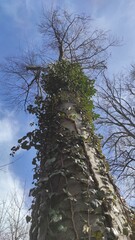 tree in the forest