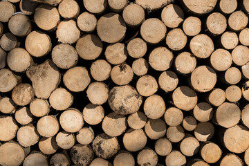 Forstwirtschaft im Winter