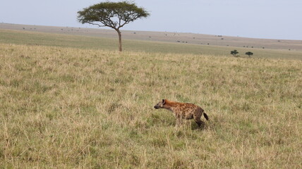 hyena 