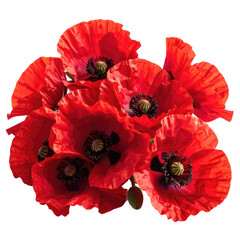 Poppies Vibrant red flowers with dark centers, graceful floral arrangement