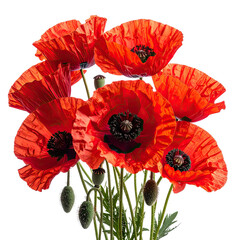 Vibrant arrangement of bright red poppies with prominent black centers