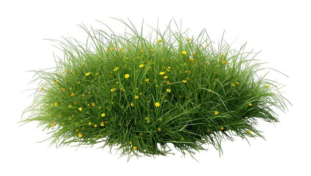 A clump of green grass with small yellow flowers isolated on transparent background