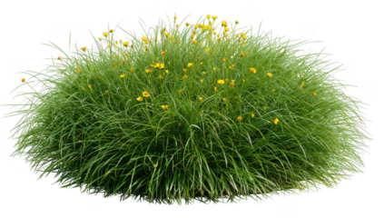 A lush clump of green grass with small yellow flowers isolated on transparent background
