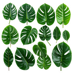 Lush green leaves of various shapes arranged on a black background