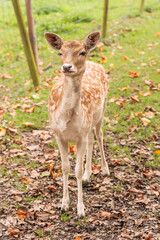 A young fallow deer (Dama dama) standing on fallen leaves in a forest clearing during early autumn. The image captures the calm and graceful posture of the animal surrounded by nature’s seasonal color