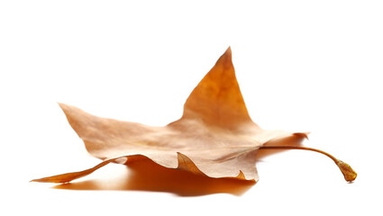 Dry leaf yellow plane tree isolated on white