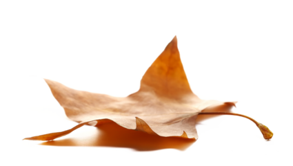 Dry leaf yellow plane tree isolated on white