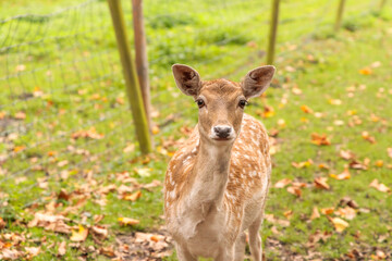 A curious young fallow deer (Dama dama) standing near a fence in a park during autumn in the Netherlands. The background is covered with fallen leaves on grass, creating a warm  seasonal atmosphere