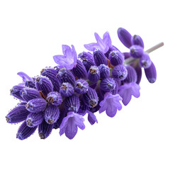 Obraz premium Purple flower cluster with dew drops on a stark, black background