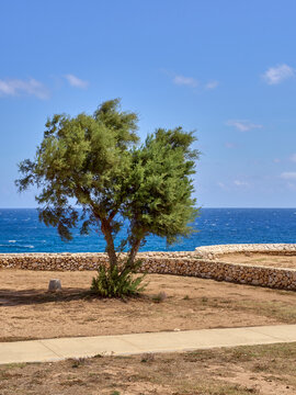 Tamarisk tree, also called salt cedar or taray, a tree of the Tamarix genus, Tamaricaceae. Torre Sant'Andrea, Melendugno, province of Lecce, Salento, Apulia, Puglia in Italian, Italy, Europe