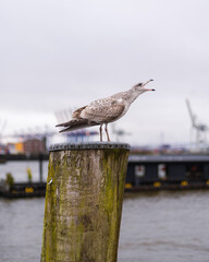 screeching seagull on a wooden column
