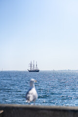 seagull and ship with blurred foreground