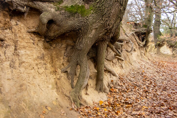 Unique tree root formation along sandy path at Root Gorge, Kazimierz Dolny, showcasing natural erosion and earth textures during autumn season.