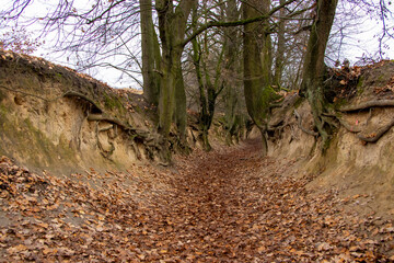 A picturesque view of Root Gorge in Kazimierz Dolny, with exposed tree roots along a narrow, leaf-strewn path. This serene landscape showcases natures beauty in autumn.