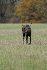 Sika deer stag standing alert in tall grass with autumn woodland in background