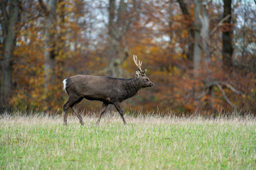 Fototapeta premium Sika deer stag walking through autumn meadow in front of woodland