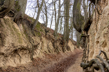 A scenic view of Root Gorge in Kazimierz Dolny, showcasing a natural pathway flanked by ancient trees and exposed roots, perfect for outdoor exploration.