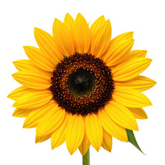 Fototapeta premium Blooming sunflower with bright yellow petals and a dark center