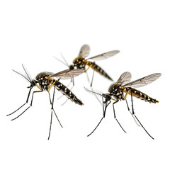 Three mosquitos with patterned bodies and wings on a dark background