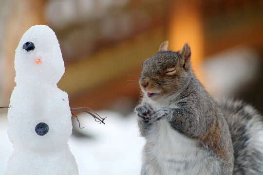 laughing squirrel with snowman