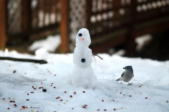 bird with a snowman