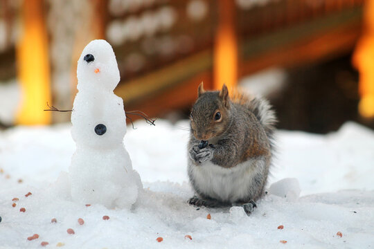 squirrel eating snowman